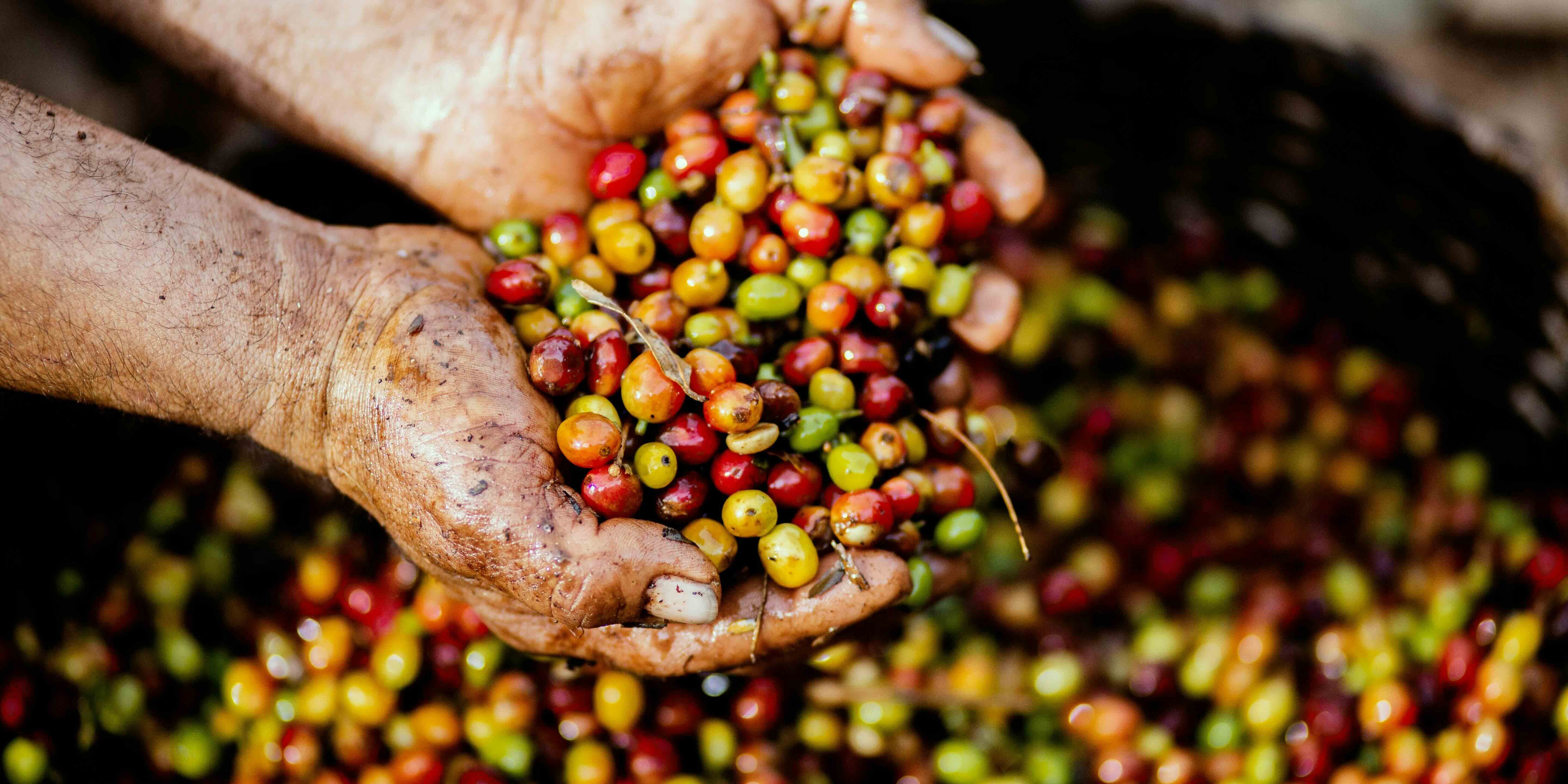 All About Mycotoxins: Ochratoxin A and Aflatoxin in Coffee
