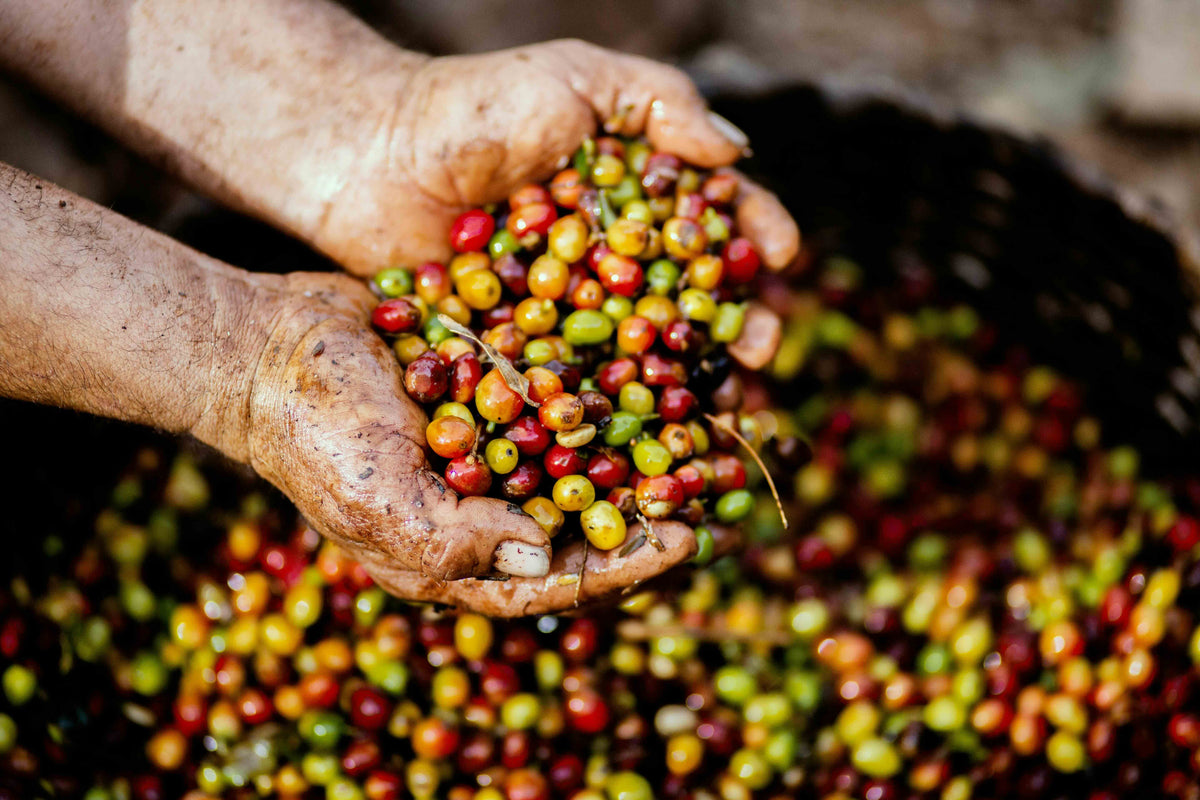 All About Mycotoxins: Ochratoxin A and Aflatoxin in Coffee